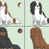 Elegir un cavalier king charles spaniel