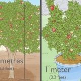 Plantar un árbol de granada