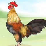 Haz que un gallo deje de cantar