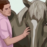 Enseñar un caballo