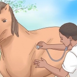 Hacer llegar un caballo