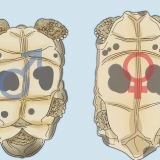 Determinar el sexo de una tortuga