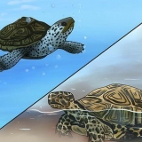 Ver la diferencia entre tortugas acuáticas, tortugas acuáticas y to...