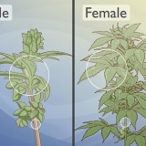 Distinguir las plantas de cannabis masculinas de las femeninas