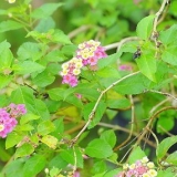 Esquejes de plantas