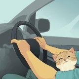 Viajar con un gato