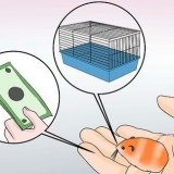 Criar hamsters sirios