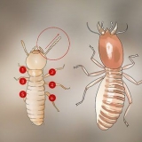 Identificación de larvas de termitas