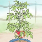 Poda de tomates de terraza