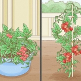 Cultivo de tomates en interior