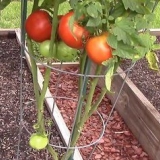 Cultivo de tomates en un invernadero