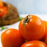 Hacer jugo de tomate