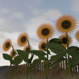 Cosecha de semillas de girasol