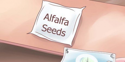 Cultivo de brotes de alfalfa