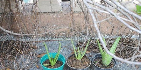 Plantas de aloe vera