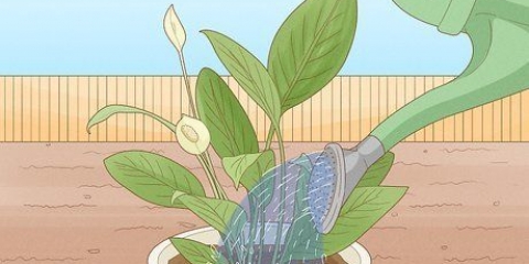 Determinar la cantidad de agua que necesitan las plantas