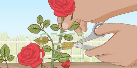 Elimina los pulgones de las rosas de forma orgánica