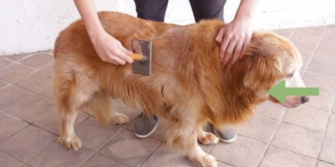 Arreglar el pelaje de un golden retriever