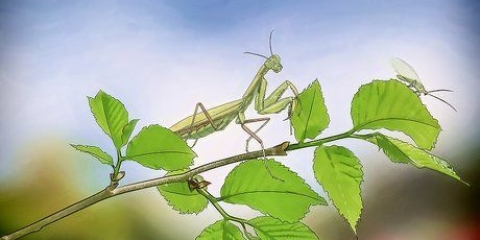 Tener una mantis religiosa como mascota