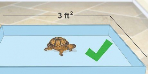 Crear un hábitat interior para un terrapene