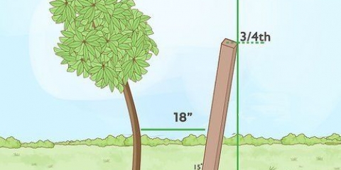 Hacer crecer un árbol en posición vertical