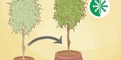 Replantar un árbol de ficus