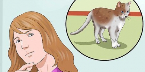 Entrenar a un gato para que esté seguro afuera y sea un buen cazador de ratones