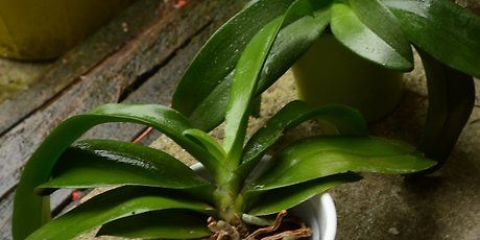 Replantar una orquídea