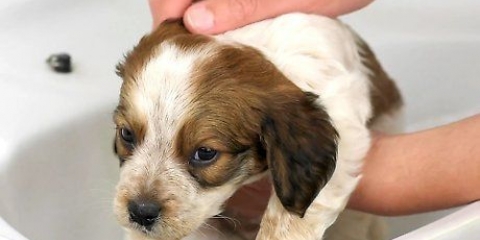 Bañar a un cachorro por primera vez