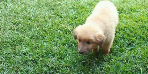 Ir al baño entrenando a un cachorro