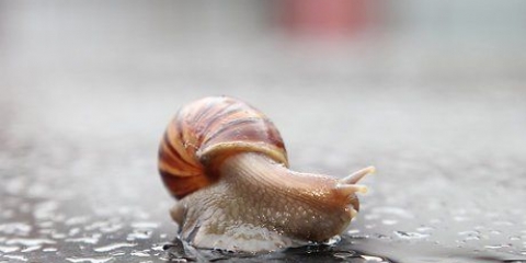 Tener un caracol como mascota