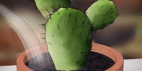 Salvar un cactus moribundo