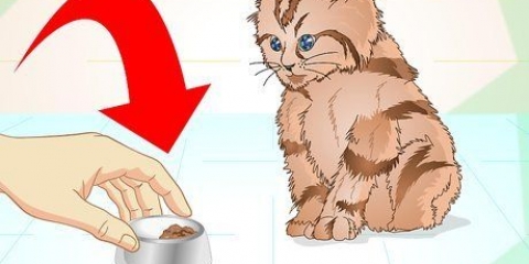 Dejar comer a un gatito enfermo