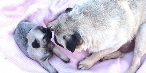 Cuidando a un cachorro recién nacido débil