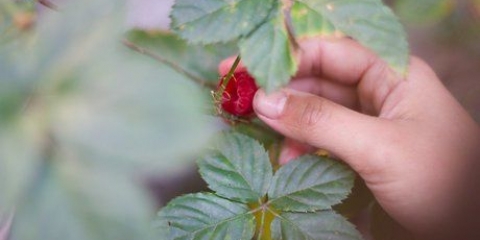 Distinguir frambuesas y moras entre sí