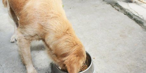 Controlar el comportamiento de tu perro convirtiéndote en líder de manada