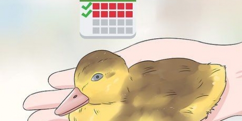 Determinar el sexo de un patito