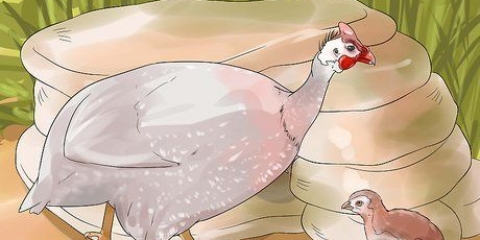 Determinar el sexo de una gallina de guinea