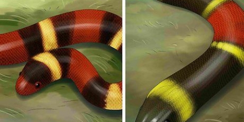 Ser capaz de diferenciar entre una kingsnake y una coralsnake