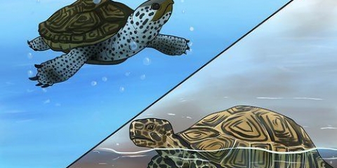 Ver la diferencia entre tortugas acuáticas, tortugas acuáticas y tortugas