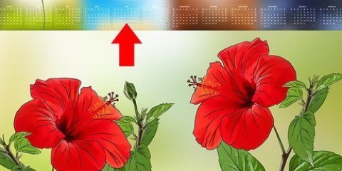 Propagación de hibisco