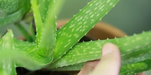 Cuida tu cabello con aloe vera