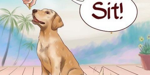 Enséñale a tu perro comandos básicos