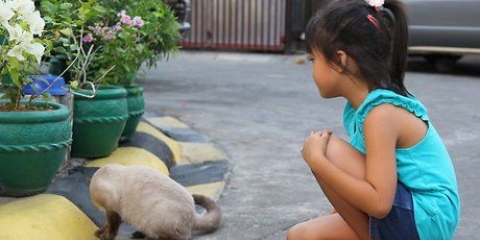 Acariciar gatos en los lugares correctos