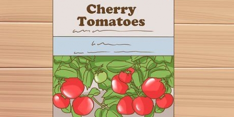 Cultivo de tomates cherry