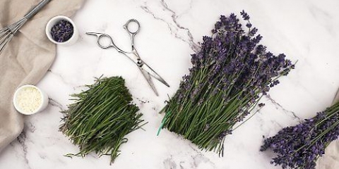 Hacer aceite de lavanda