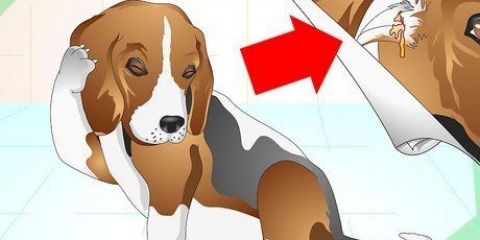 Tratamiento de infecciones de oído en perros