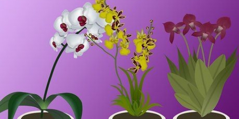 Orquídeas en crecimiento