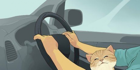 Viajar con un gato