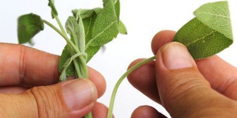 Secado de salvia